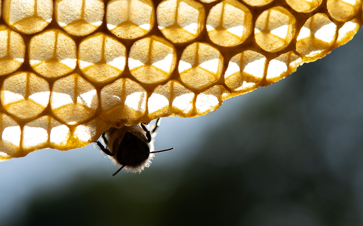 Jeremy Clarkson has bought 250,000 bees