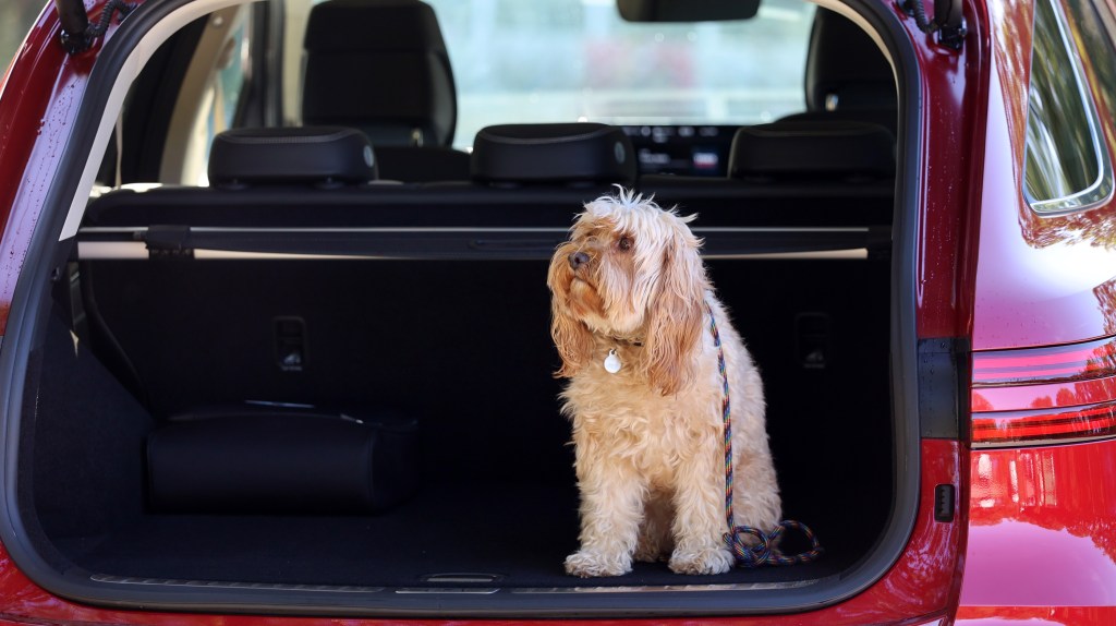 A dog in the boot of the Genesis Electrified GV70